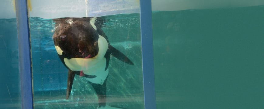 Orcas At Seaworld 8 Reasons They Don T Belong There Peta