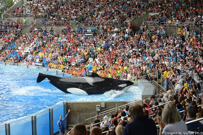 30 Years & 3 Deaths | Accidents @ Seaworld: 