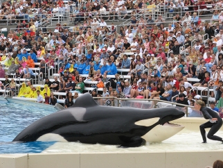 SeaWorld Fights to Get Trainers Back in Tanks and Fails - SeaWorld of Hurt