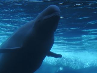 Beluga Whale Dies at SeaWorld Orlando - SeaWorld of Hurt
