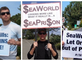 A group three pictures of people holding signs that say different things about letting orcas and dolphins live free.