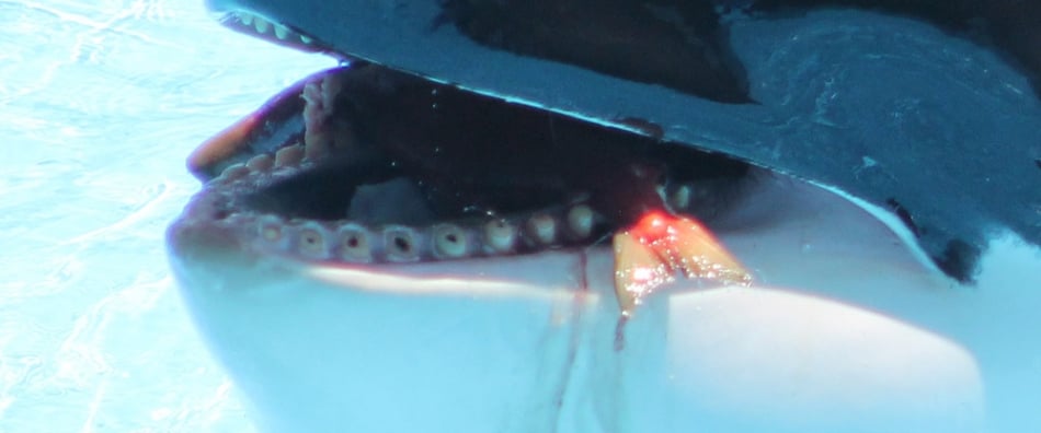 An orca with drilled teeth at seaworld