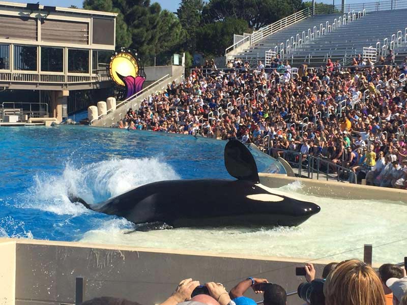 Don't Be Fooled by SeaWorld San Antonio's Plans for a 'Shamu-Free ...