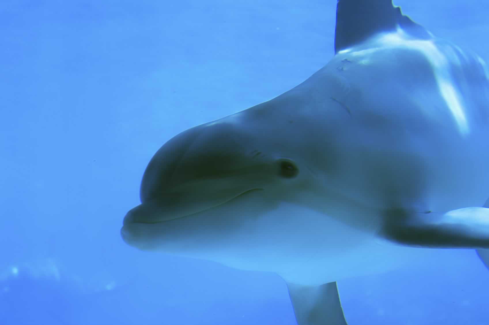 An Animal Has Died at SeaWorld Every Month Since November - SeaWorld of ...