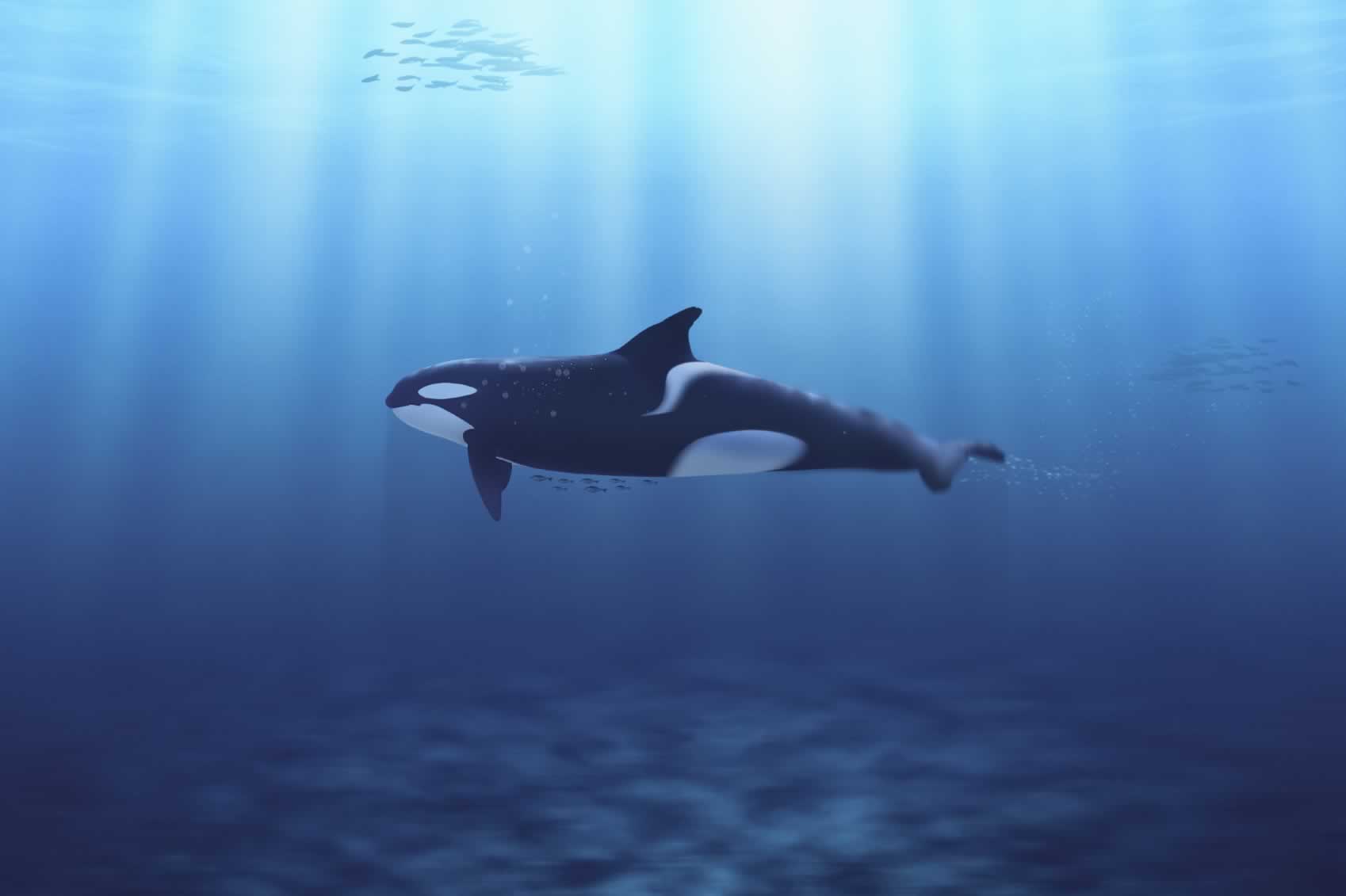 Are Orcas at SeaWorld Suffering From PTSD? - SeaWorld of Hurt