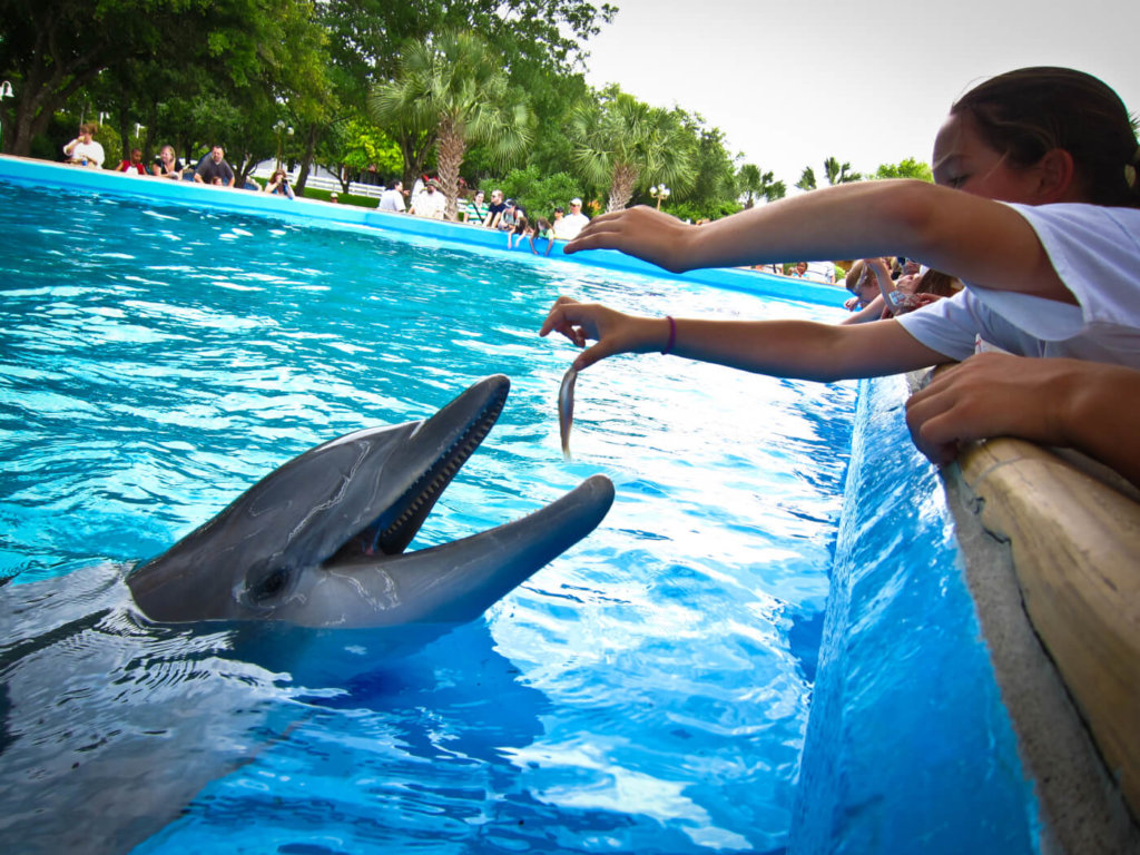 A person feeding a dolphin at SeaWorld.