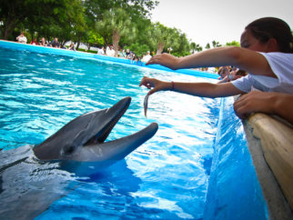 A person feeding a dolphin at SeaWorld.