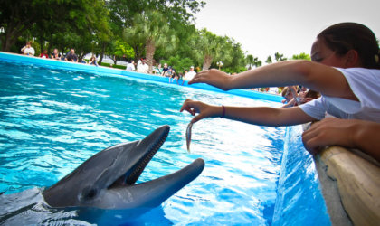 A person feeding a dolphin at SeaWorld.