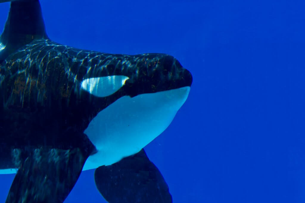 Ulises Is One of SeaWorld's Last Surviving Wild-Caught Orcas