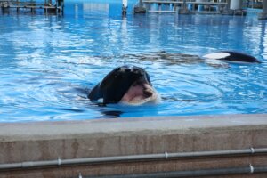 SeaWorld Should Be Emptying Tanks, Not Reopening | PETA