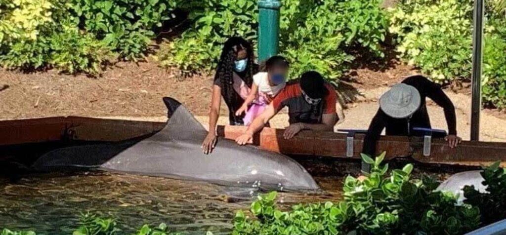 humans touching dolphin in SeaWorld tank