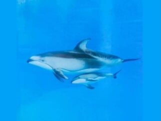 Mother dolphin and baby at SeaWorld San Antonio