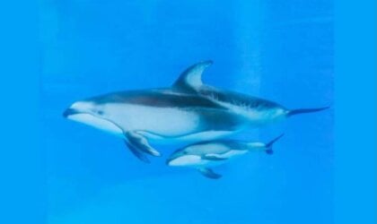 Mother dolphin and baby at SeaWorld San Antonio