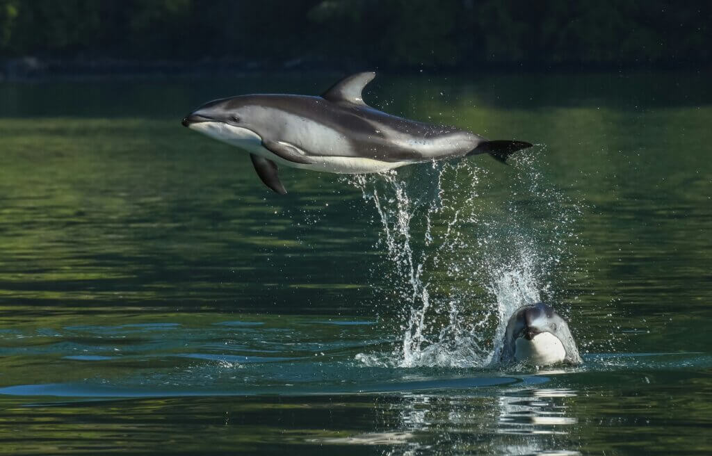 pacific white sided dolphin jumping out of the water in the ocean