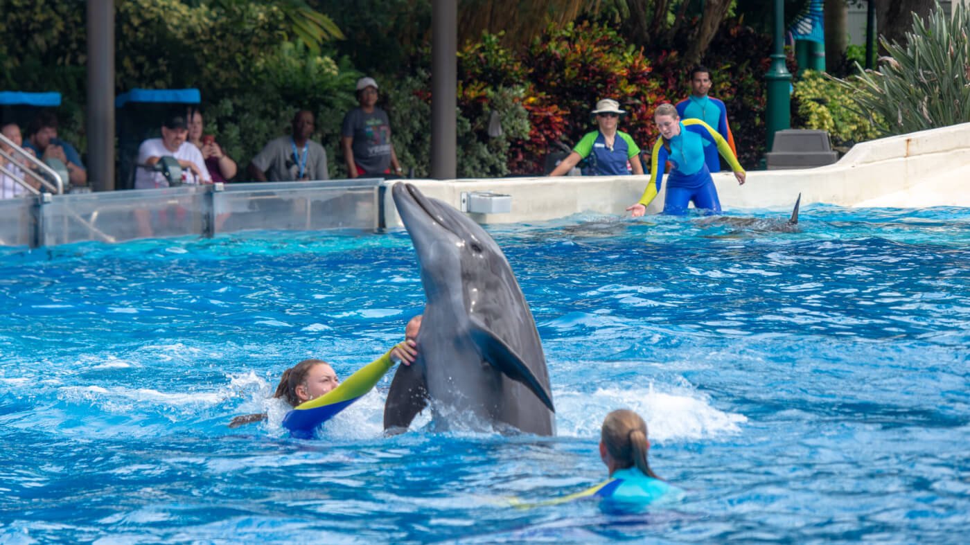 A group of people watching Corky the orca perform.