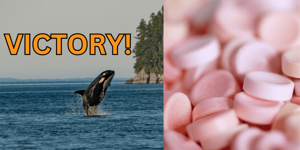 orca swimming in ocean next to a photo of smarties candy with the text "VICTORY"