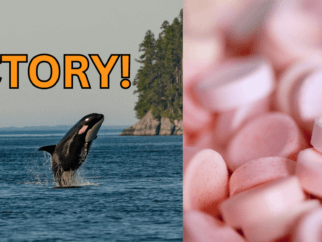 orca swimming in ocean next to a photo of smarties candy with the text "VICTORY"