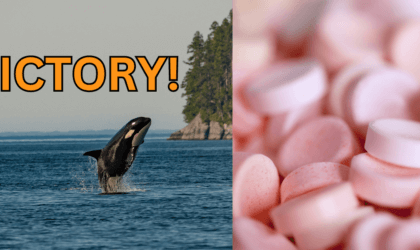 orca swimming in ocean next to a photo of smarties candy with the text "VICTORY"